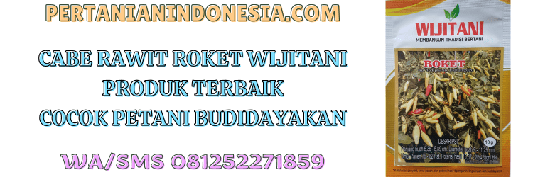 cabe rawit,roket,wijitani,cabe rawit roket,jogja agro lestari,pertanian indonesia